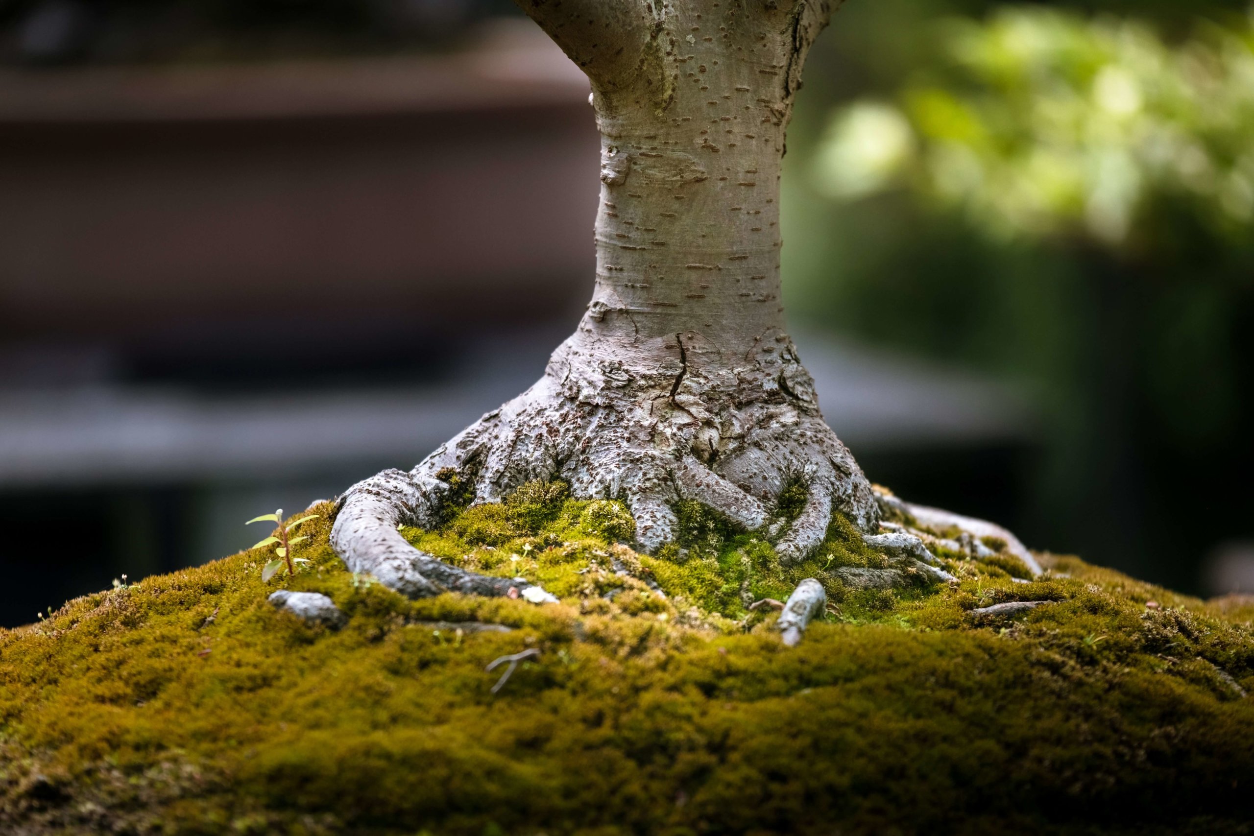 Samuel Zeller 355738 Unsplash Wisdom Hunters Samuel Zeller 355738 Unsplash Wisdom Hunters