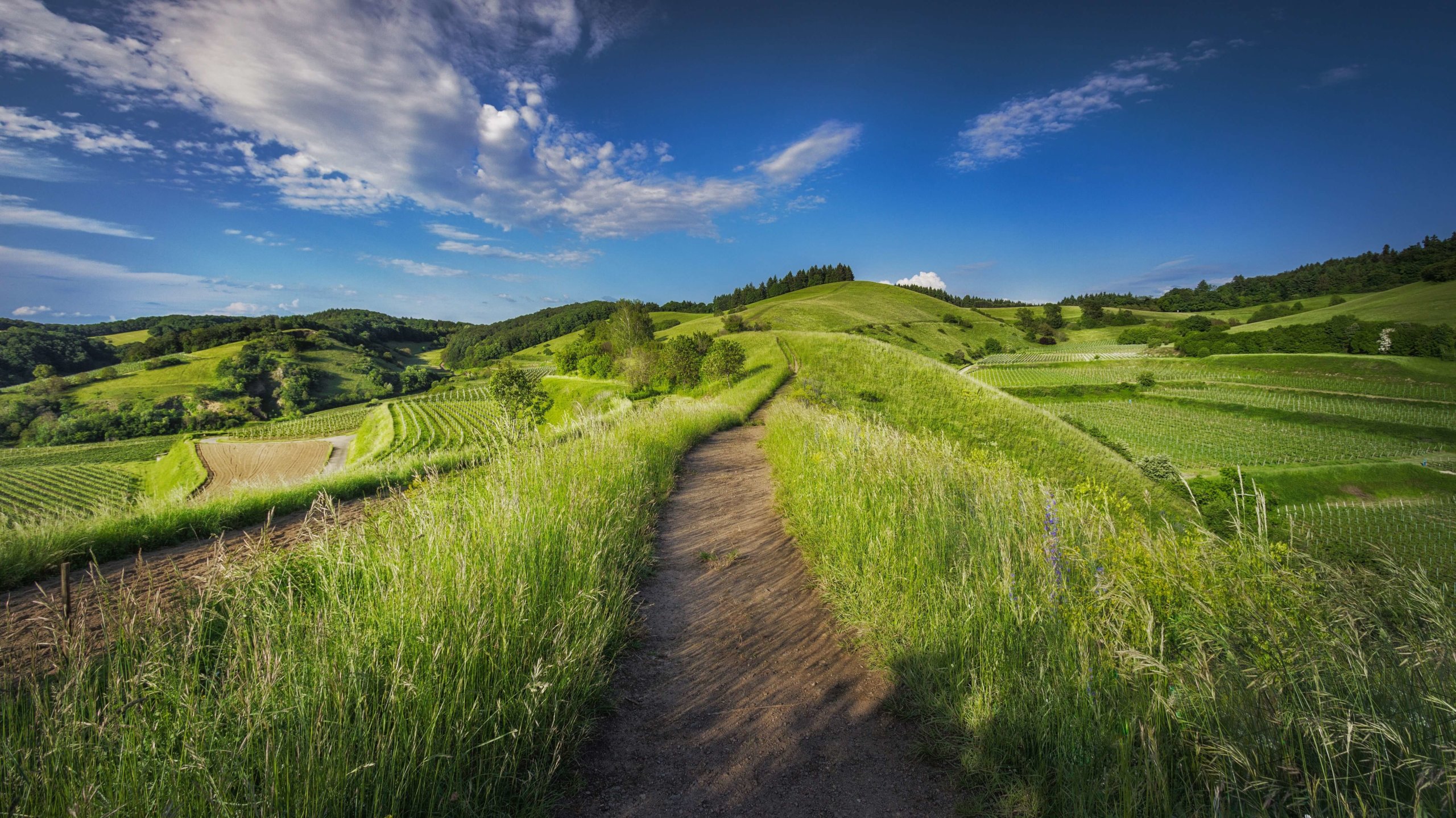 Claudio Testa 150192 Unsplash Wisdom Hunters Claudio Testa 150192 Unsplash Wisdom Hunters